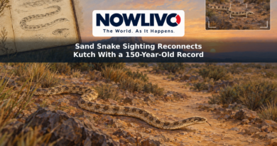 Illustration of a slender sand snake in Kutch’s dry scrubland, with a field notebook and camera motif representing the old record and recent sighting.