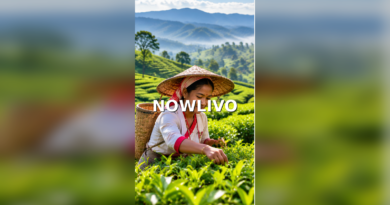 Assam Tea Gardens — What Visitors and Buyers Should Understand editorial illustration
