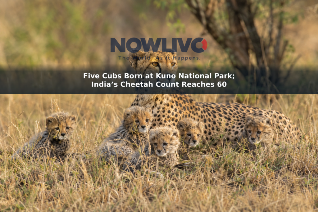Illustrative wildlife scene of a female cheetah with five young cubs in dry grassland.