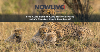 Illustrative wildlife scene of a female cheetah with five young cubs in dry grassland.
